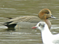 Gadwall x Eurasian Wigeon hybrid